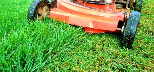 Grass cutting hits peak season Grass cutting hits peak season